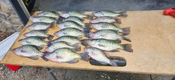 10 crappie and white crappie fish caught in Lowell