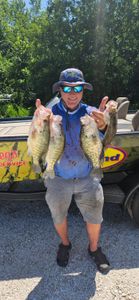 Four white crappie fish caught while fishing in Lowell