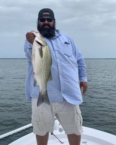 Wiper (hybrid striped bass) fish caught in Quinlan
