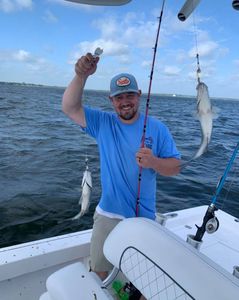 Two hardhead sea catfish, 14 inches long, caught by a person in Quinlan