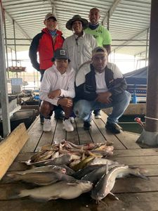 4 hardhead sea catfish in a fishing trip in Quinlan