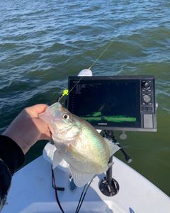 Livescope crappie Fishing in Quinlan, TX