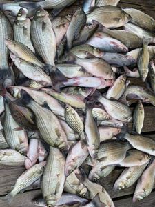 6 white bass, striped bass, and wiper fish caught in Quinlan
