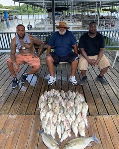 Three white bass caught while fishing in Quinlan