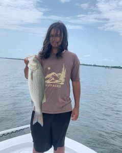 Striped bass, 22 inches, caught fishing in Quinlan