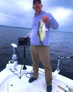 White crappie fish measuring 15 inches, caught in TX