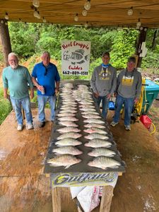 4 white crappie fish caught in Gore Springs