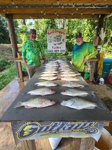 6 white crappie fish caught in Gore Springs