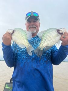 Two bluegill and white crappie fish in MS