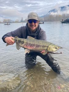Chum Salmon caught during fishing tour in BC