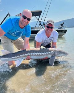 White Sturgeon fish caught in BC, Canada during fishing tour