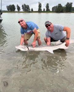 White Sturgeon fish caught by two people in Chilliwack
