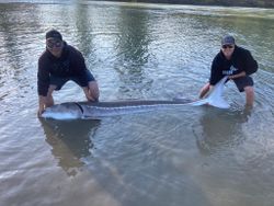 White Sturgeon in Chilliwack