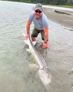 A white sturgeon caught while fishing in Chilliwack