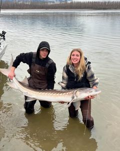 Fishing for a white sturgeon in BC