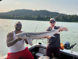 White Sturgeon fish caught during a fishing trip in Chilliwack
