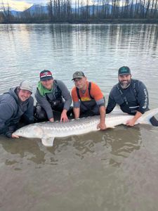 White Sturgeon fish caught during fishing tour in BC