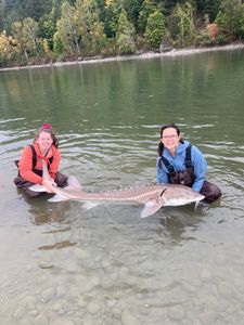 A white sturgeon fish in a fishing tour in BC