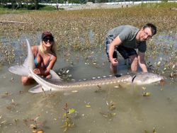 A white sturgeon fish being caught during a fishing tour in BC.