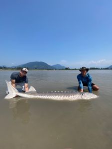 White sturgeon caught during fishing tour in Chilliwack