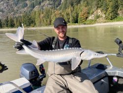 Photograph of a white sturgeon fish caught while fishing in Chilliwack