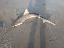 Blacktip shark caught while fishing in Lewes Delaware lying on sandy beach