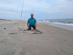 Blacktip shark caught surf fishing on beach in Lewes Delaware