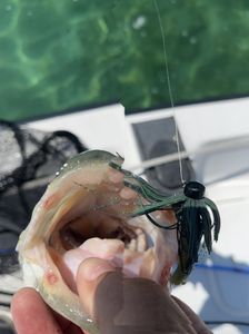 Fishing in MI