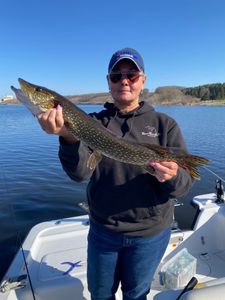 A northern pike fish caught in MI