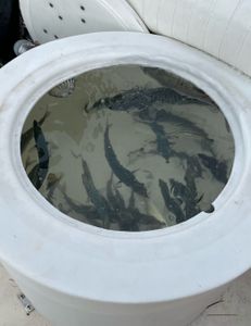 Fishing enthusiast in MA trying their luck