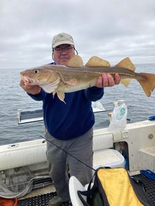 Atlantic cod fisherman reeling in large fish in MA