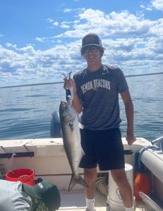 Photograph of a 23-inch Bluefish caught while fishing in Hingham