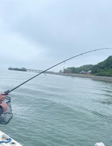 Scenic view of a fishing tour in Hingham