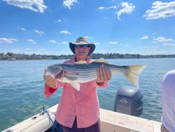 Striped bass caught fishing in Hingham