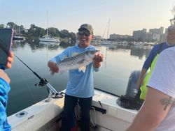 Striped bass caught by angler in Hingham