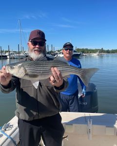 Striped bass, 26 inches long, caught in Hingham, Massachusetts