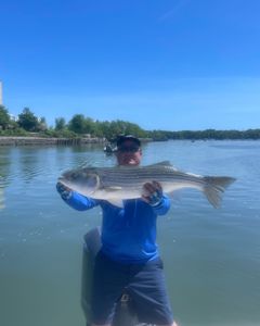 Striped bass caught while fishing in MA