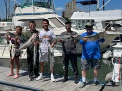 Five striped bass caught during a fishing tour in Hingham