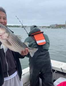 Striped bass caught fishing in Hingham