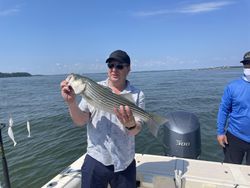 Striped bass caught while fishing in MA