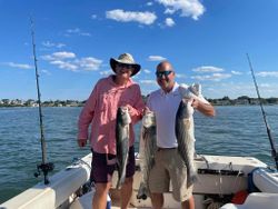 Three striped bass caught during a fishing tour in Massachusetts