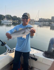 Striped bass caught fishing in MA