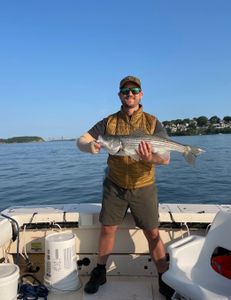 Striped bass caught during fishing trip in MA