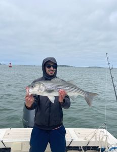 Striped bass caught during fishing in MA