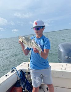 Striped bass fishing in MA