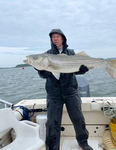 Striped bass fishing in MA