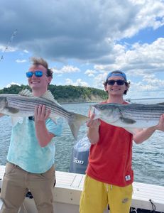 Two striped bass caught fishing in MA