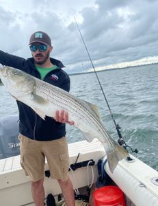 Striped bass caught fishing in MA