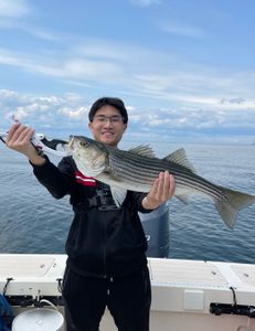 Striped bass fishing adventure in MA
