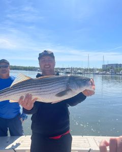 Striped bass caught while fishing in MA